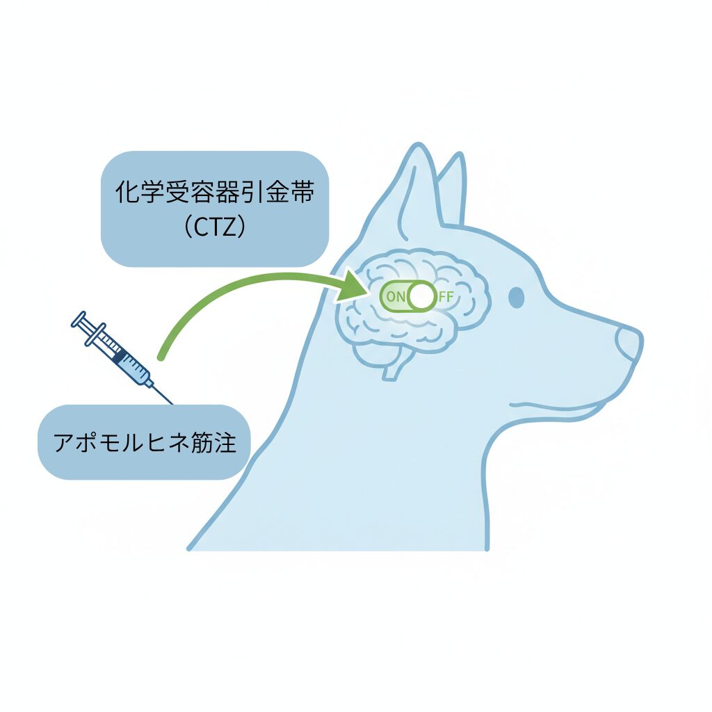 アポモルヒネ　CTZ